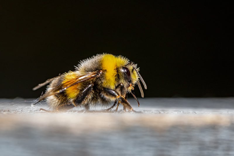 Community buzz